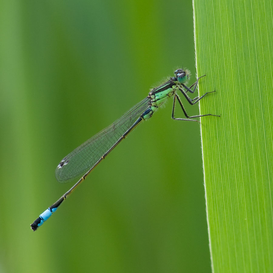 Ischnura elegans